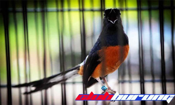 Download Suara Murai Batu Mp3 Masteran (Variasi)