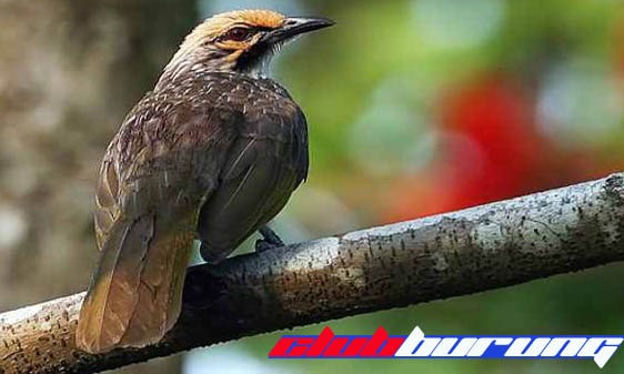 Download Suara Cucak Rowo Gacor Juara