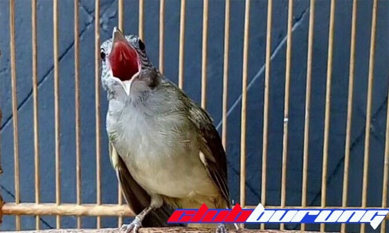 Download Suara Kapas Tembak Super Gacor