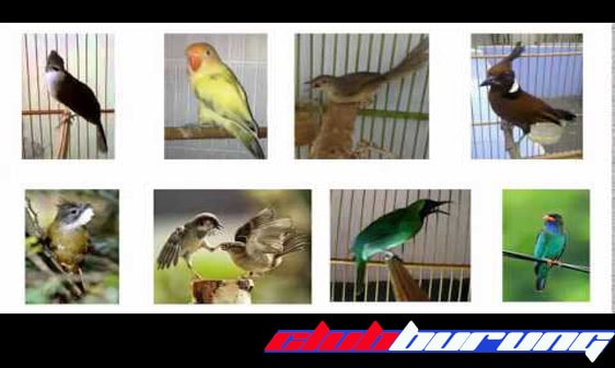 Download Suara Masteran Burung Kicau Lengkap