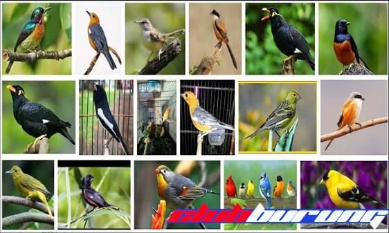 14 Burung Kicau Paling Populer Di Indonesia