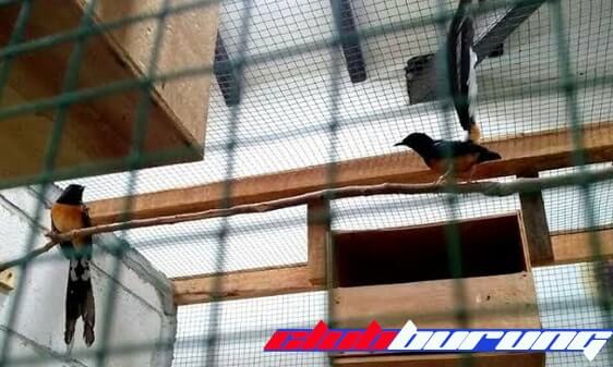 Cara Ternak Burung Murai Batu