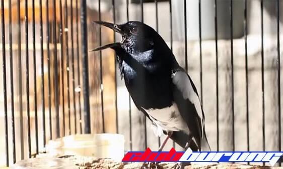 Kegunaan Suara Burung Kicau Betina