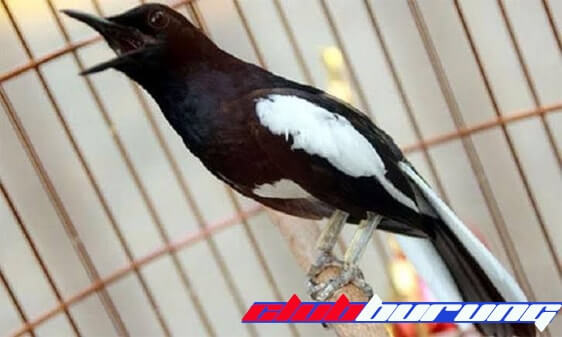 Kiat Kiat Dalam Pemasteran Burung