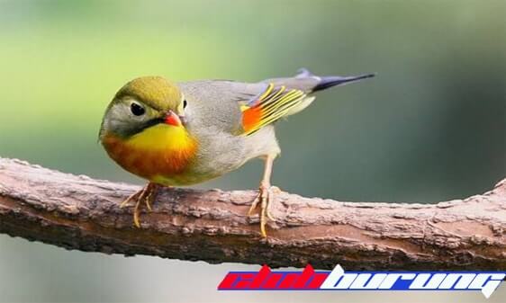 Panca warna (Robin)