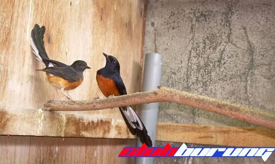 Tips Ternak Burung Murai Batu